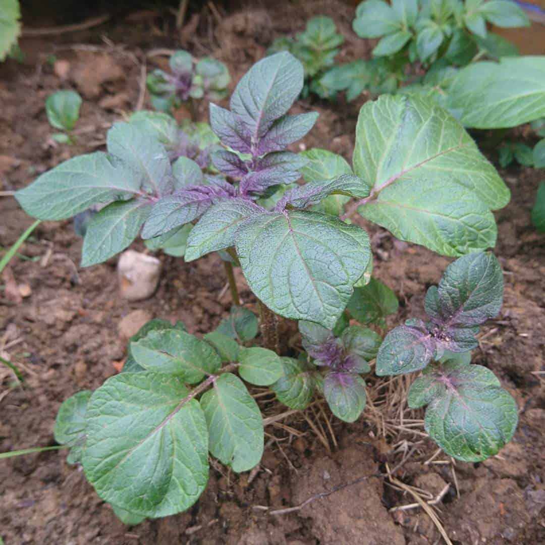 potatoes autumn winter garden