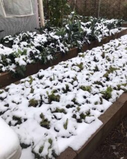 protecting autumn winter garden