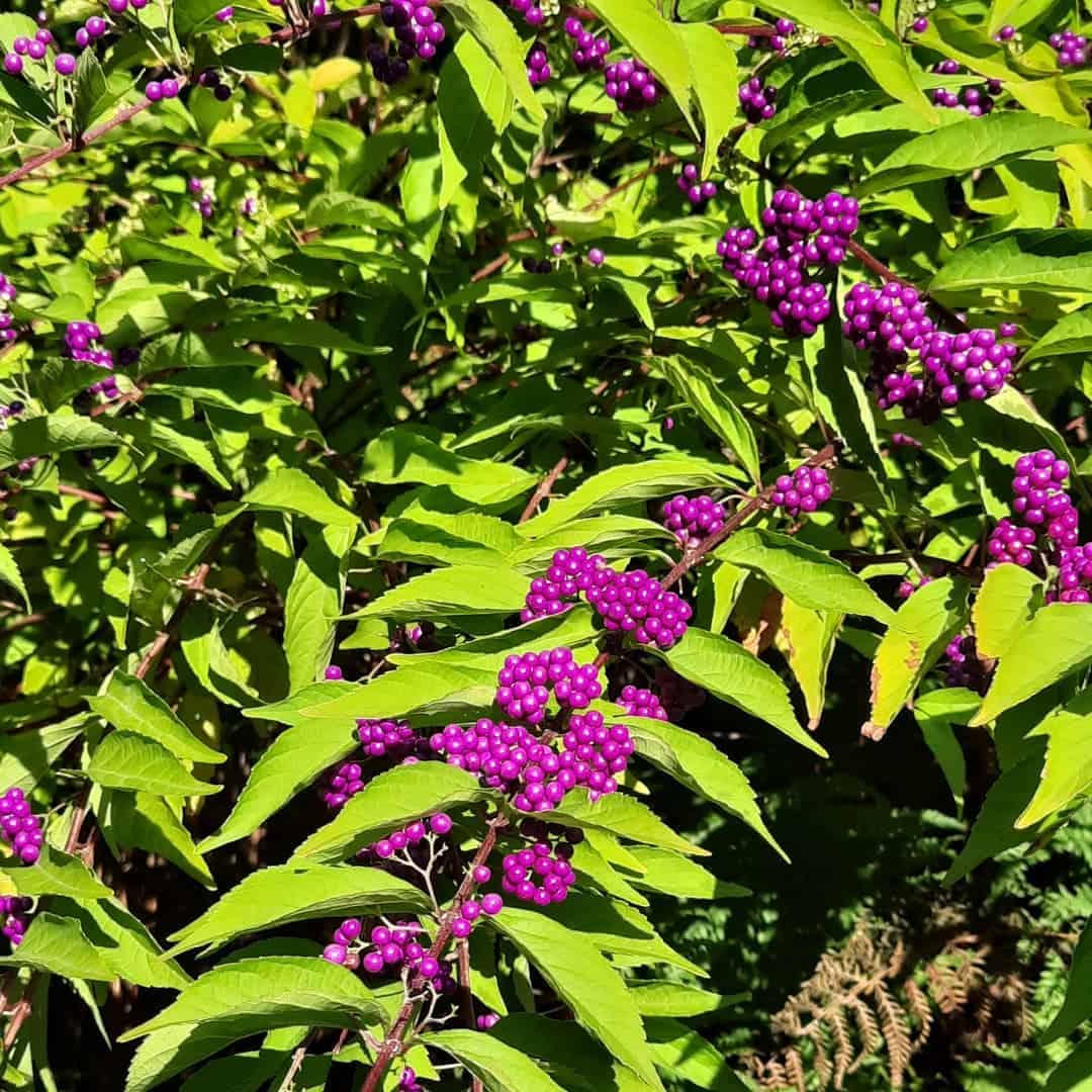 purple beautyberry winter garden plant