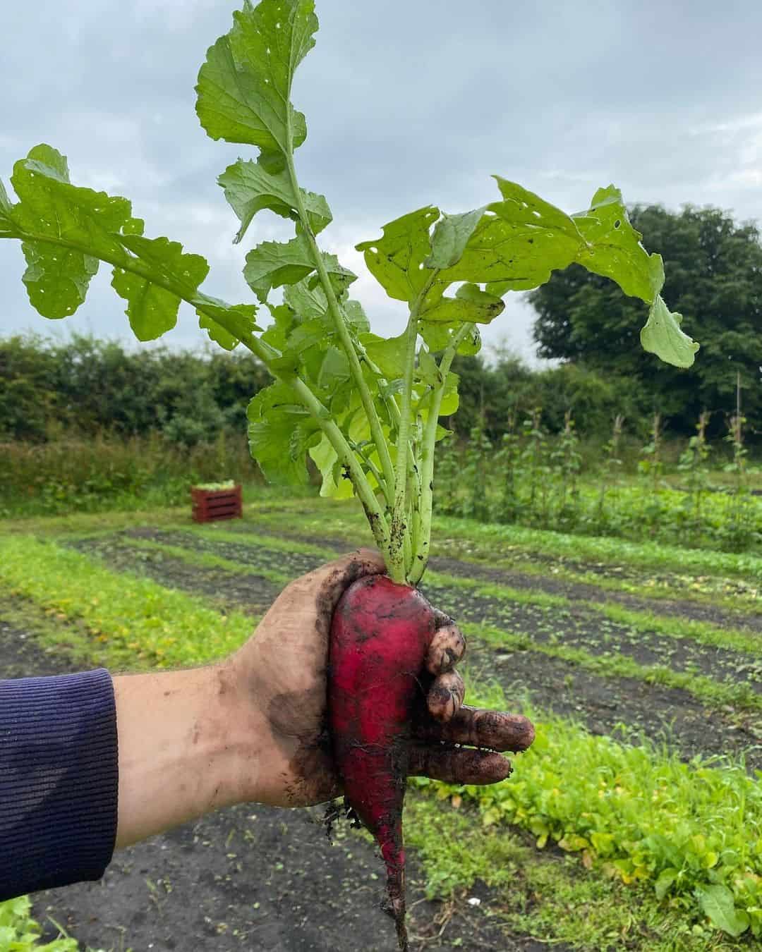 radishes autumn winter garden