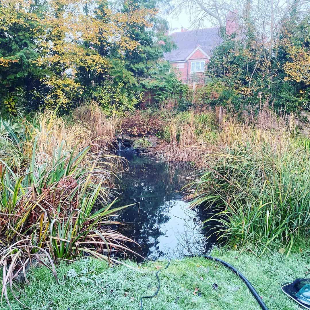 removing leaves from the pound