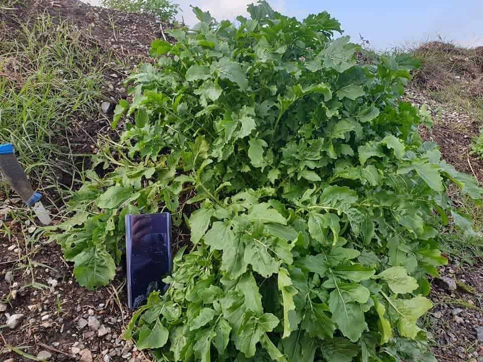 rocket autumn winter garden