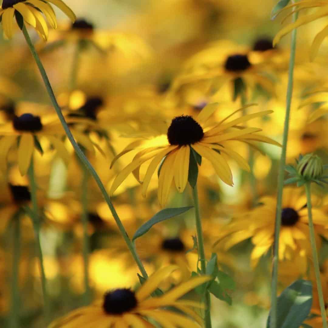 rudbeckia autumn flower