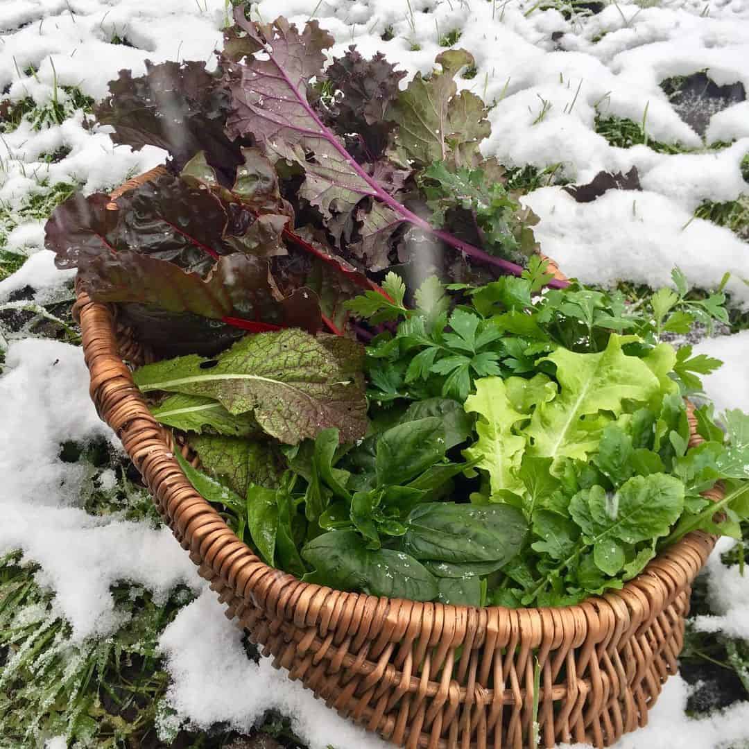 salad seeds autumn winter garden