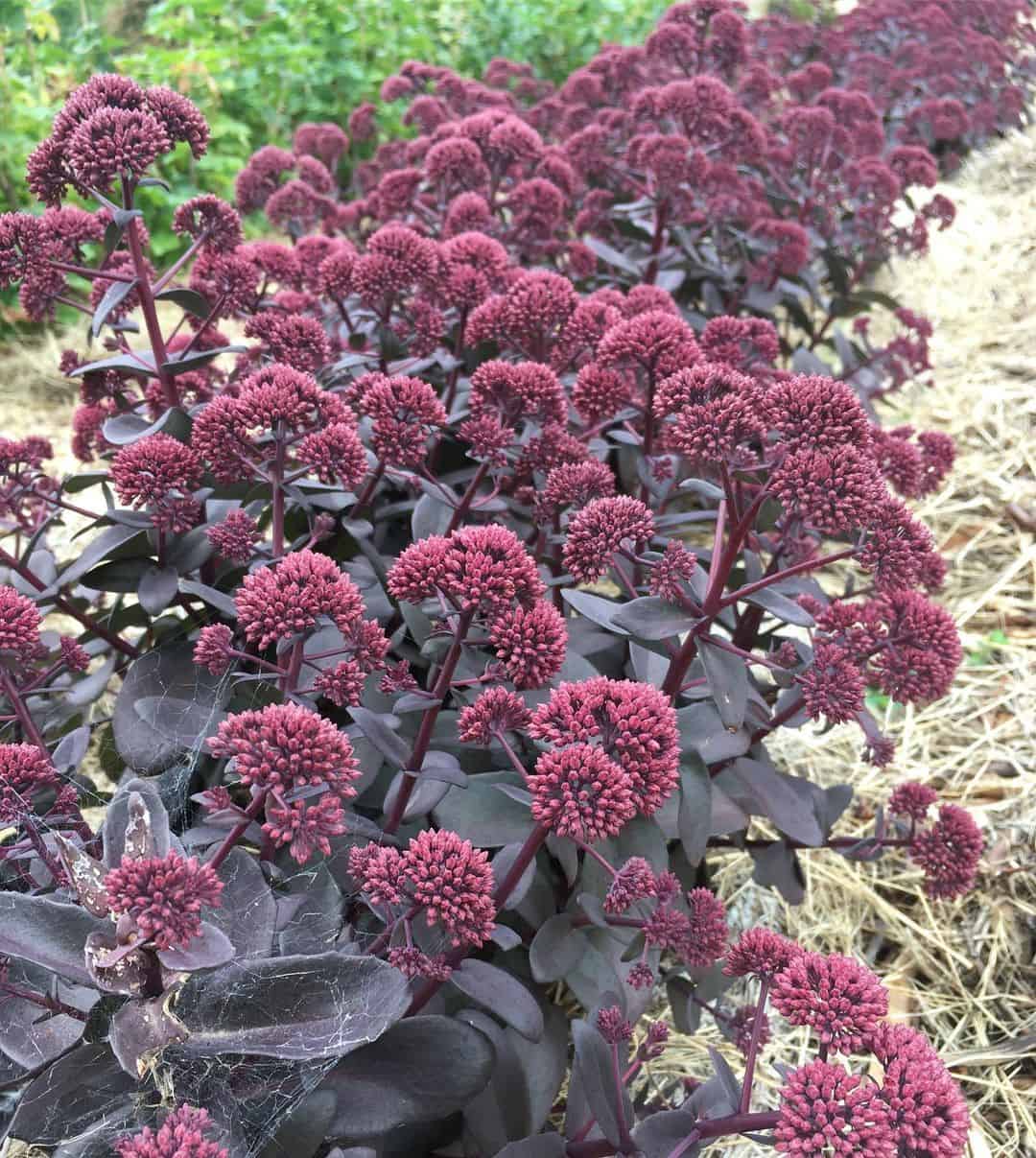 sedum autumn flower
