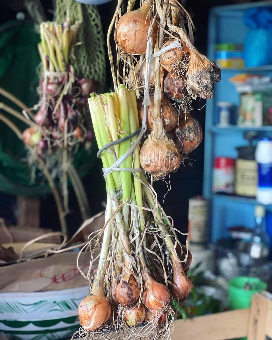 shallots autumn winter garden
