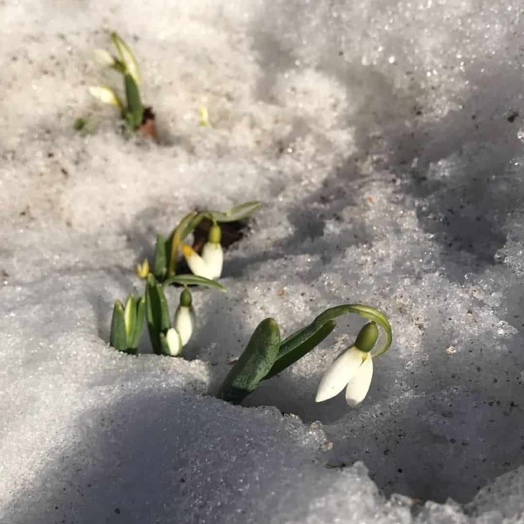snowdrops autumn flower