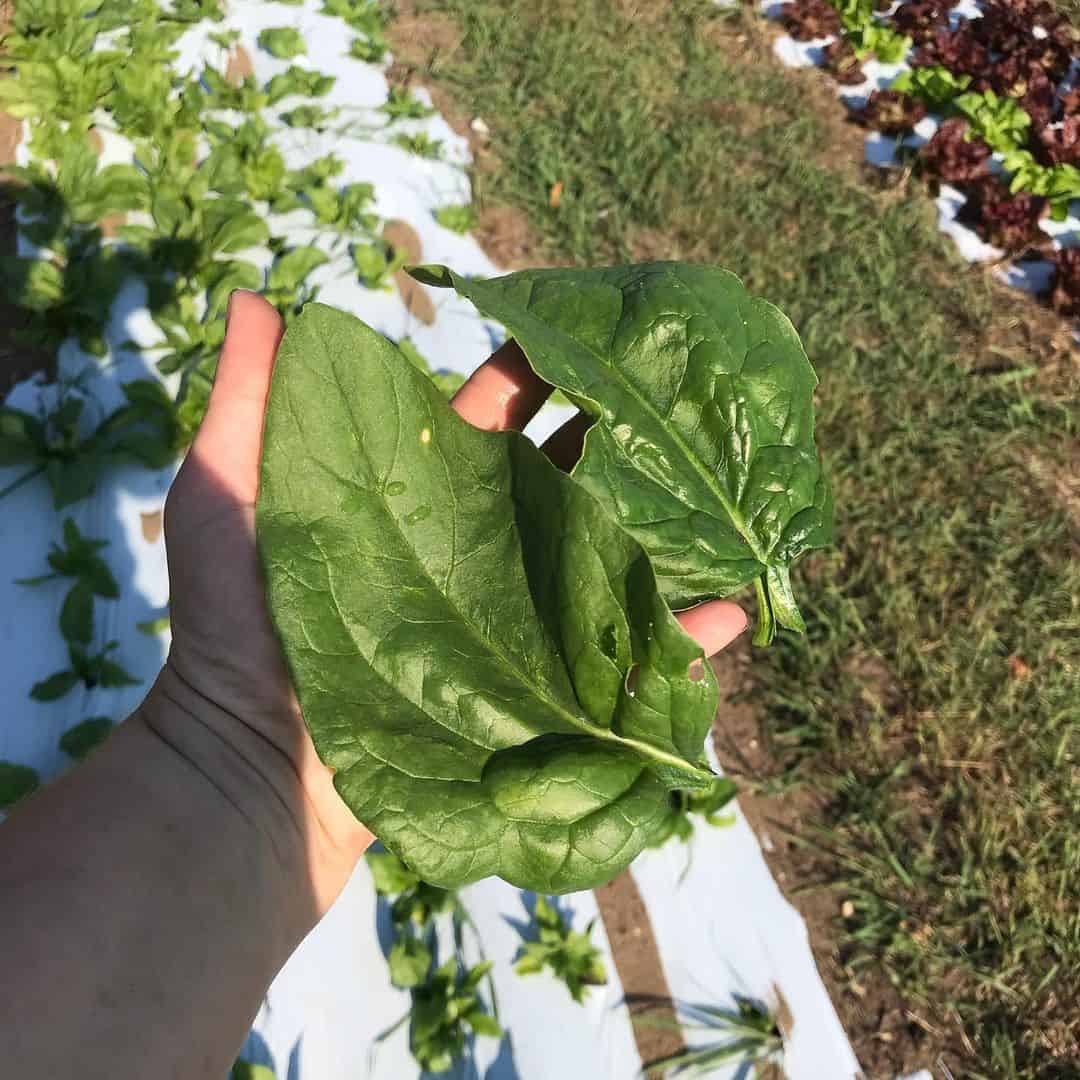 spinach autumn winter garden