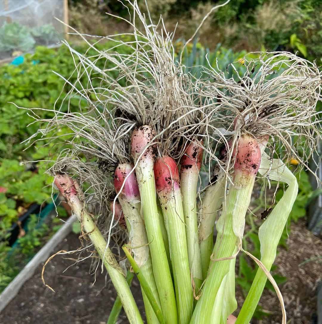 spring onions autumn winter garden