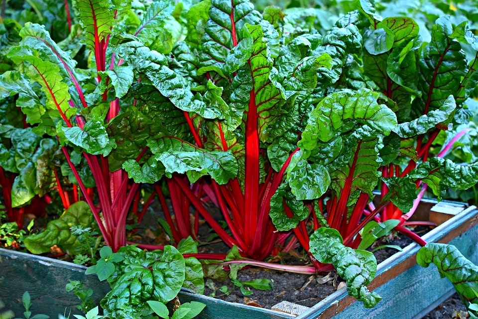 swiss chard winter vegetable