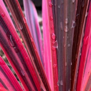 torbay palm winter garden plant