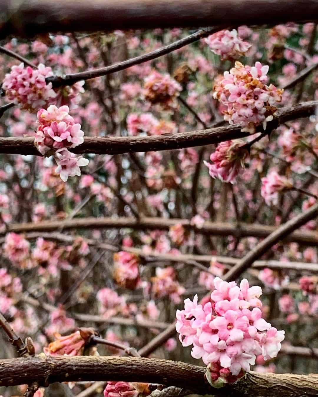 viburnum autumn flower
