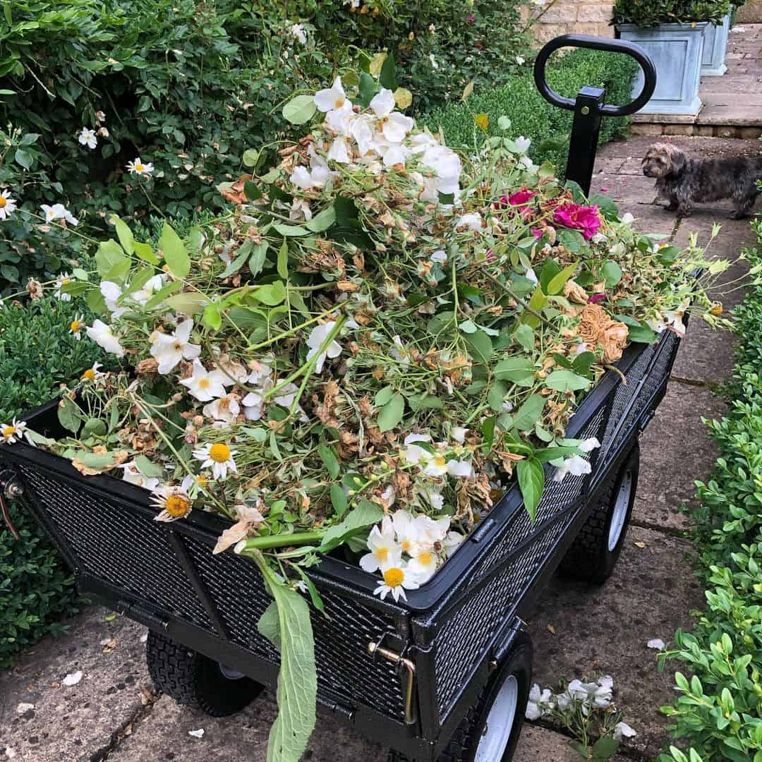 what plants should be cleaned in autumn