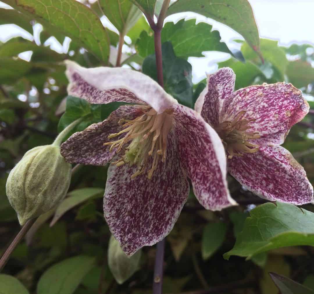 winter-flowering clematis