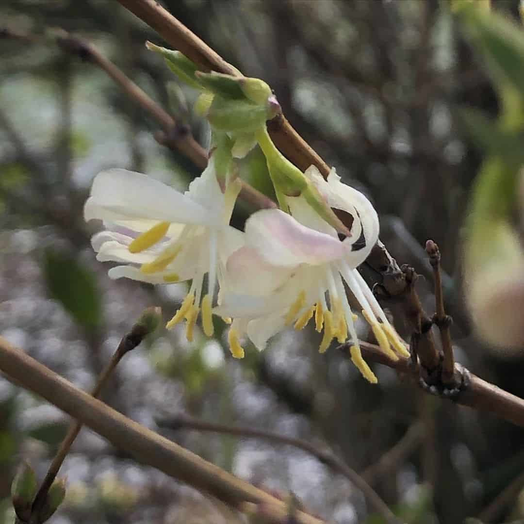 winter honeysuckle autumn flower