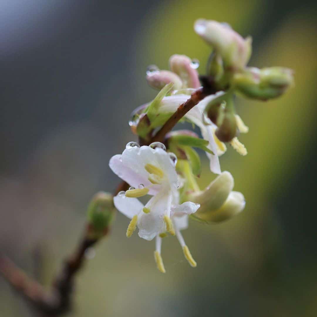 winter honeysuckle garden plant colour