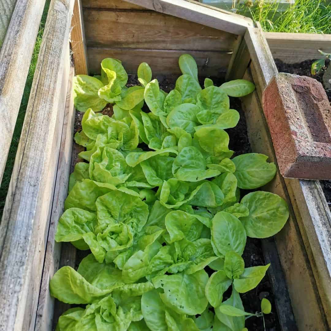 winter lettuce autumn winter garden