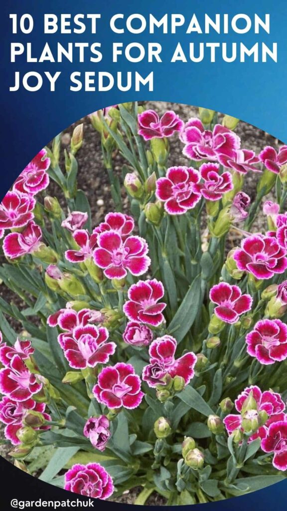 10 BEST COMPANION PLANTS FOR AUTUMN JOY SEDUM-min