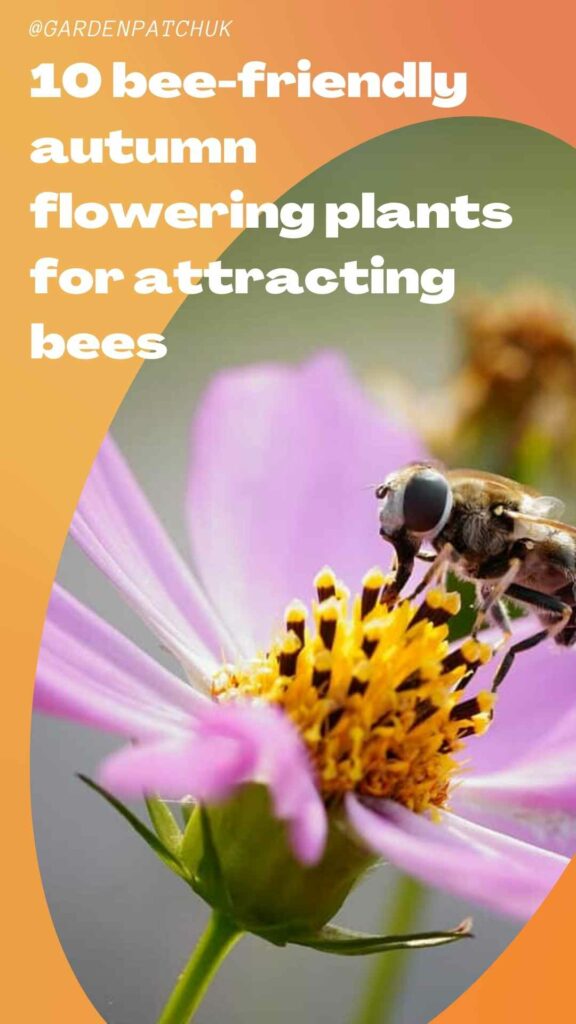 10 bee-friendly autumn flowering plants for attracting bees-min