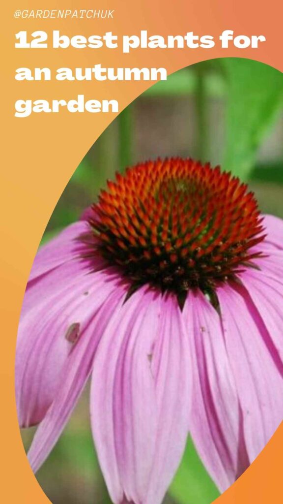 12 best plants for an autumn garden