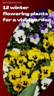 12 Winter Flowering Plants For A Vivid Garden 13 12 Winter Flowering Plants For A Vivid Garden 1