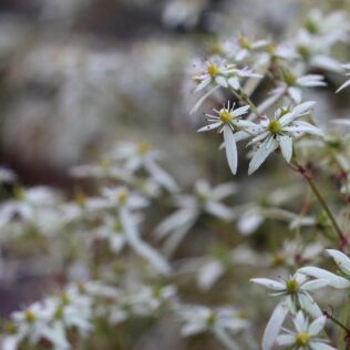 Top 10 Autumn Flowering Perennials To Liven Up Your Garden 1
