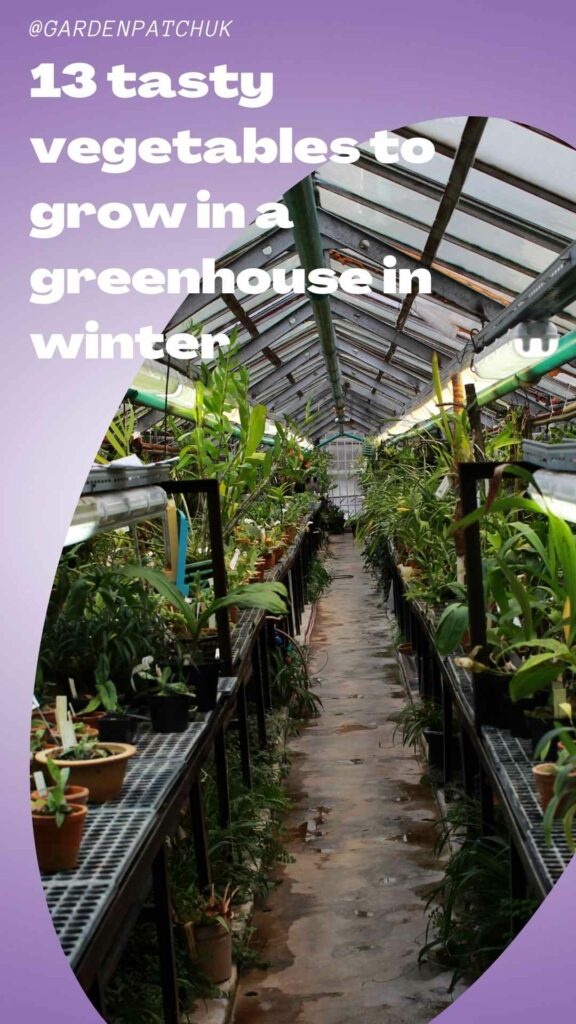 13 tasty vegetables to grow in a greenhouse in winter-min