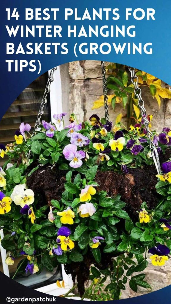 14 BEST PLANTS FOR WINTER HANGING BASKETS (GROWING TIPS)-min