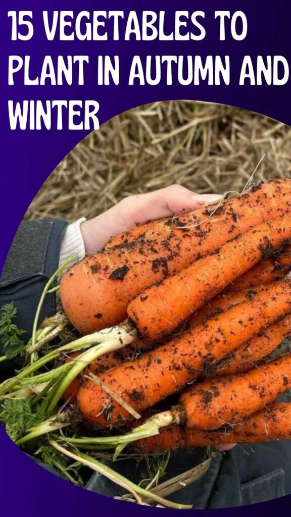 15 vegetables to plant in autumn and winter-min