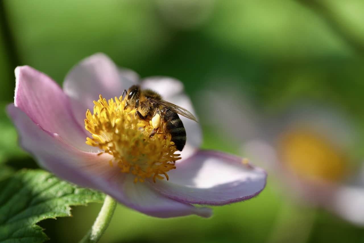Anemone Autumn Flowering Plants For Bees