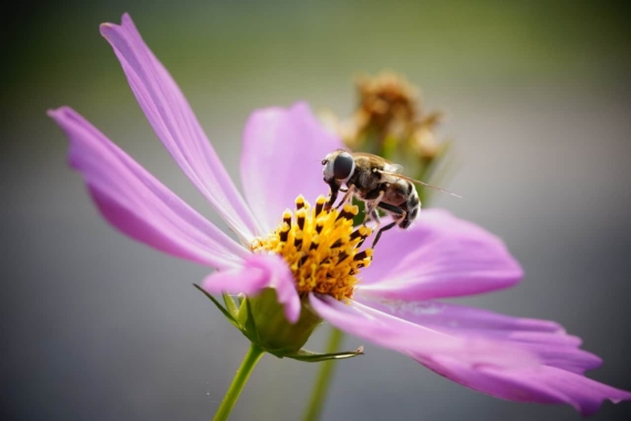 Autumn Flowering Plants For Bees