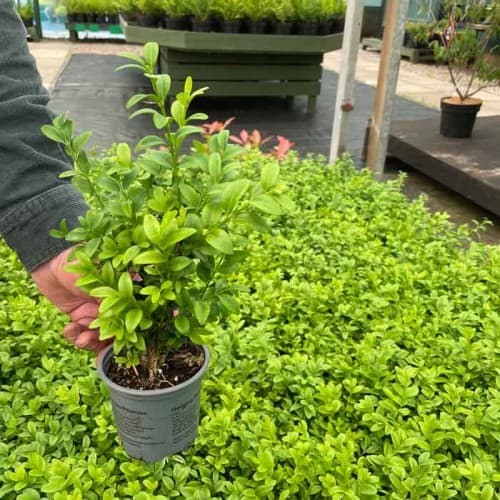 BUXUS SEMPERVIRENS winter hanging basket plants