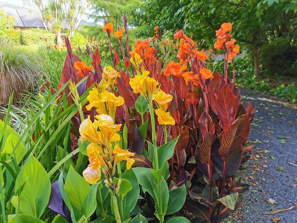 Canna Lily