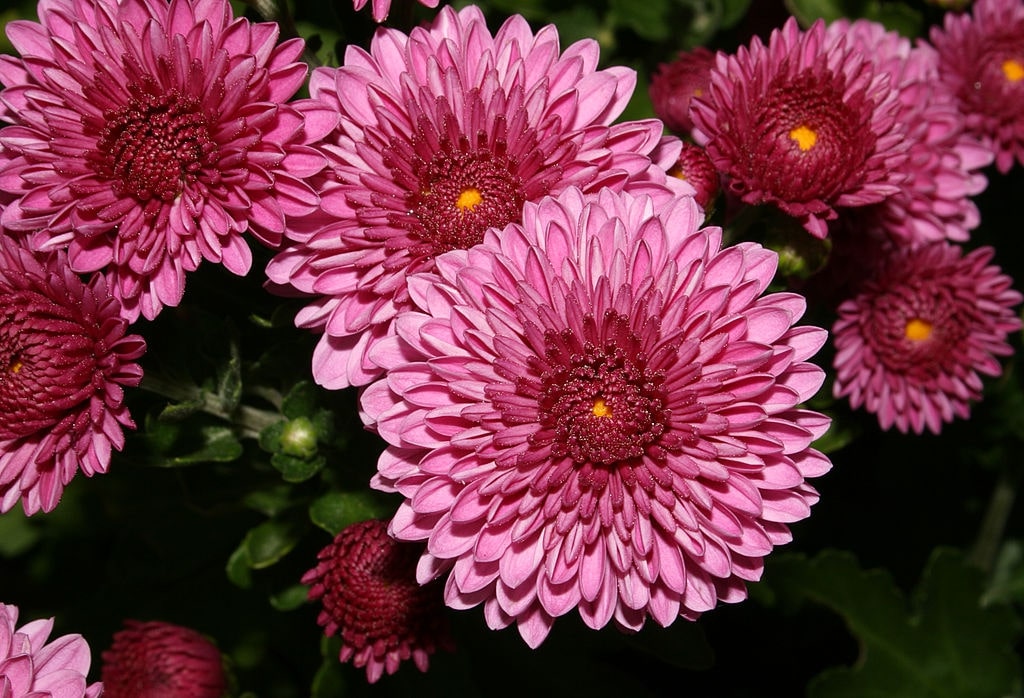 Chrysanthemums