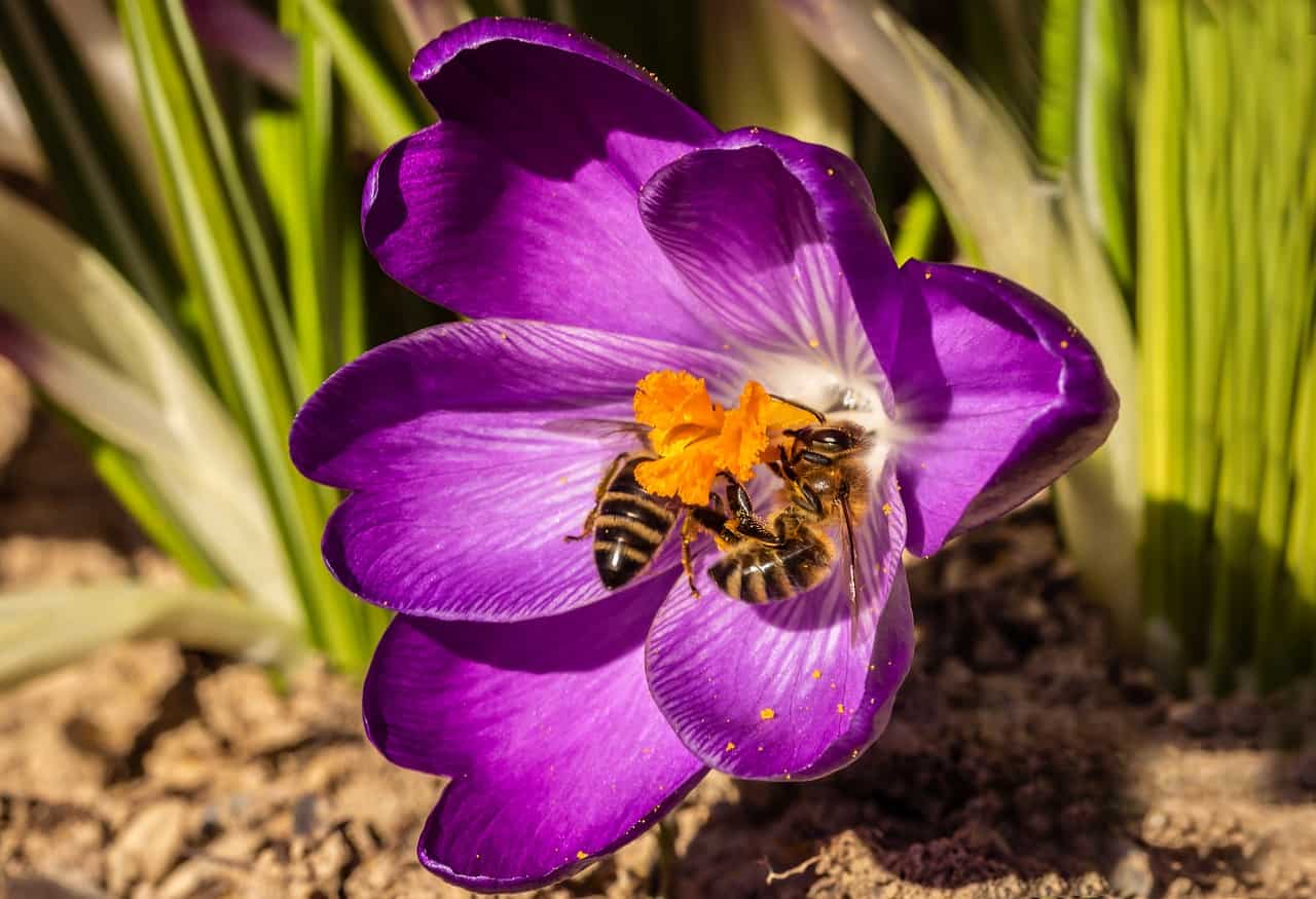 Crocuses Autumn Flowering Plants For Bees
