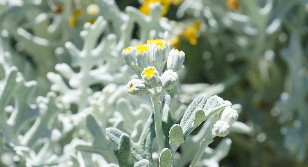Dusty Miller