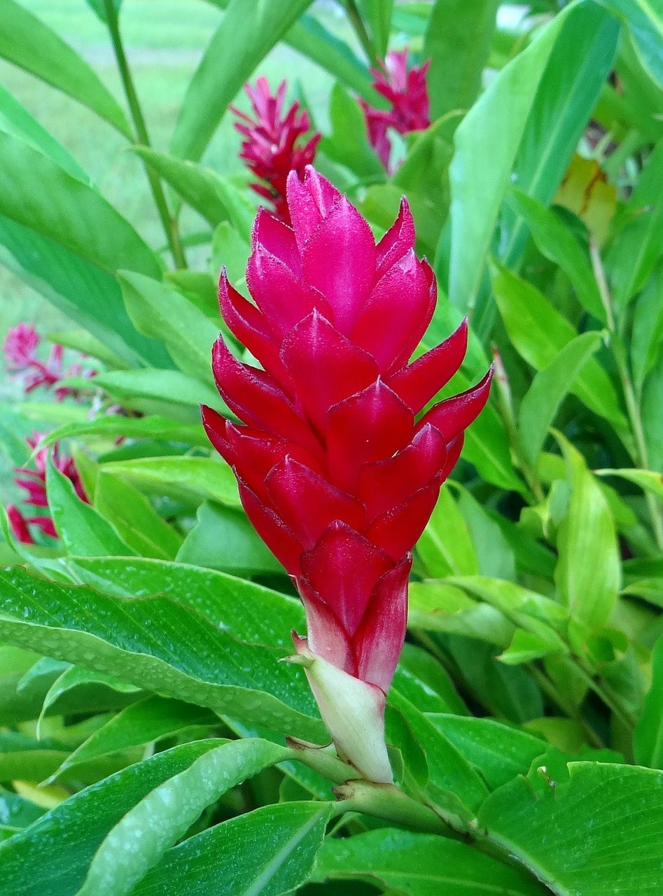Flowering ginger
