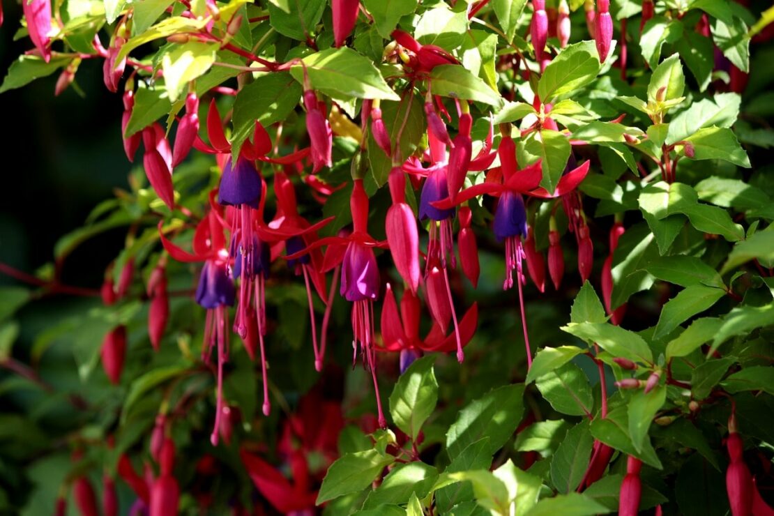 Hardy Fuchsia