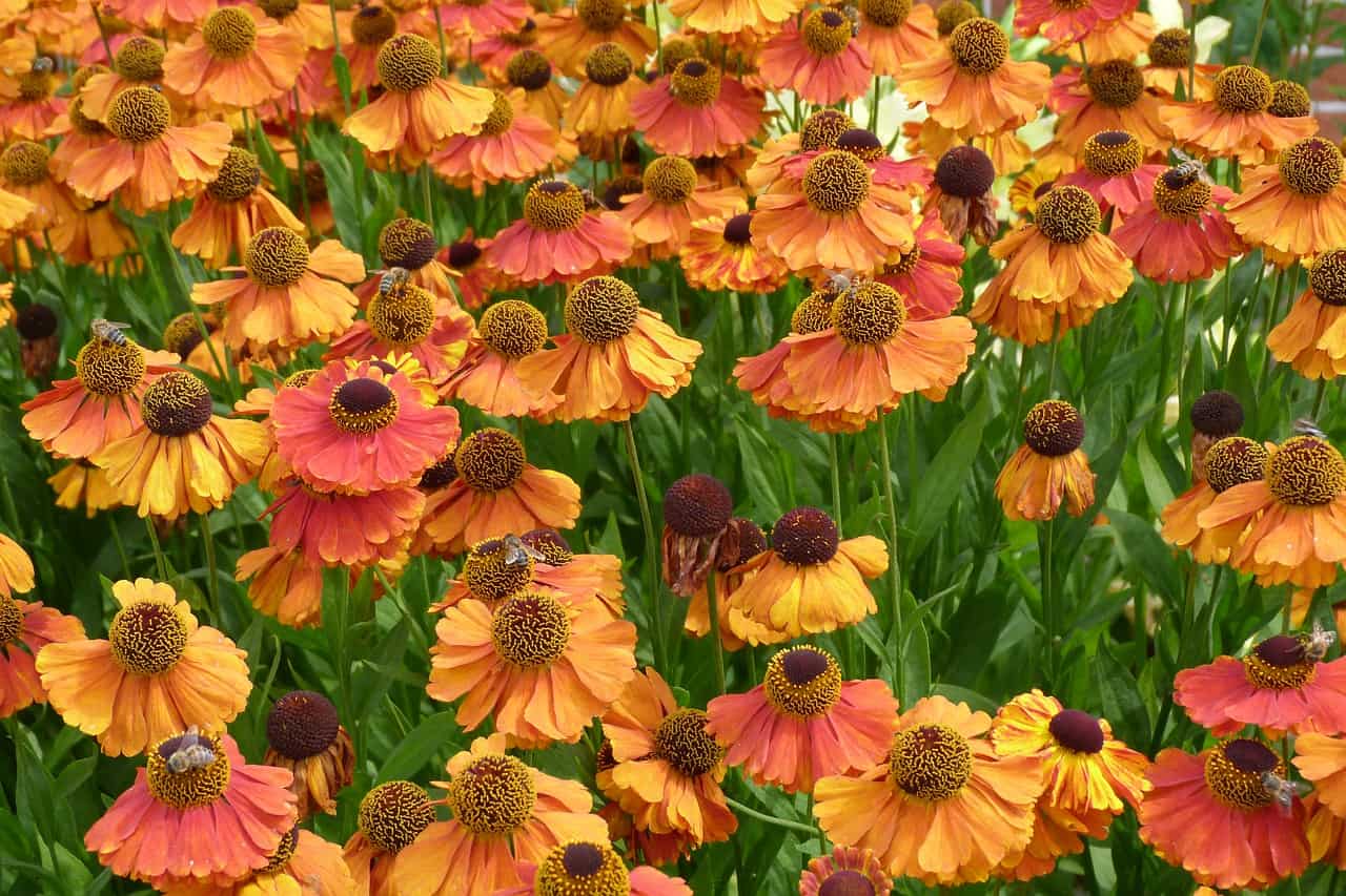 Helenium-Pollination-Bees-autumn