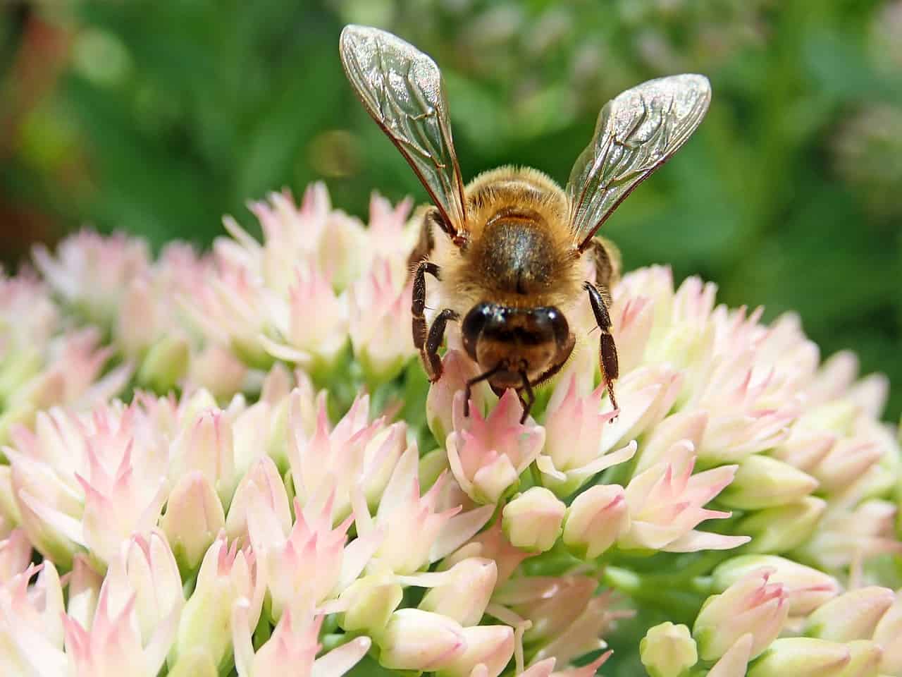 Sedum Autumn Flowering Plants For Bees