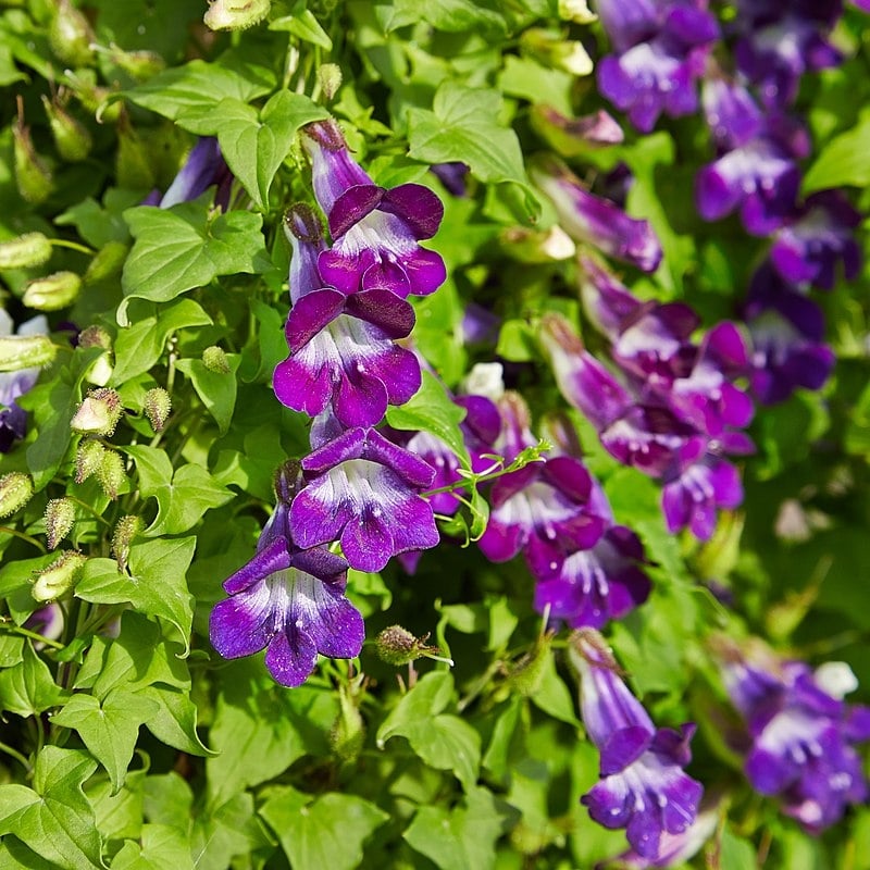 7 Hardy Winter Flowering Climbers That Survive Winter 1 Snapdragon Vine - Asarina Scandens