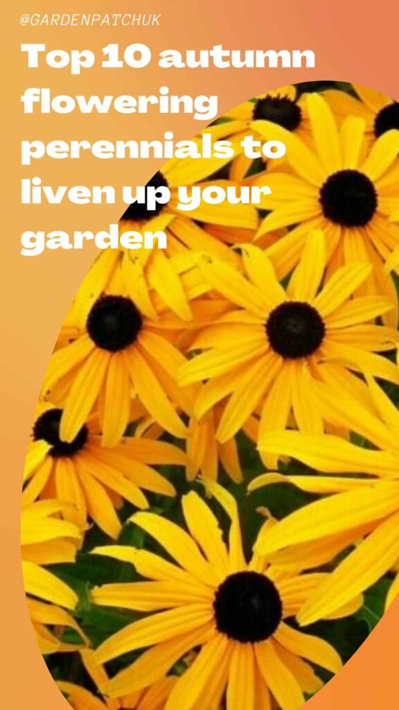 Top 10 autumn flowering perennials to liven up your garden-min