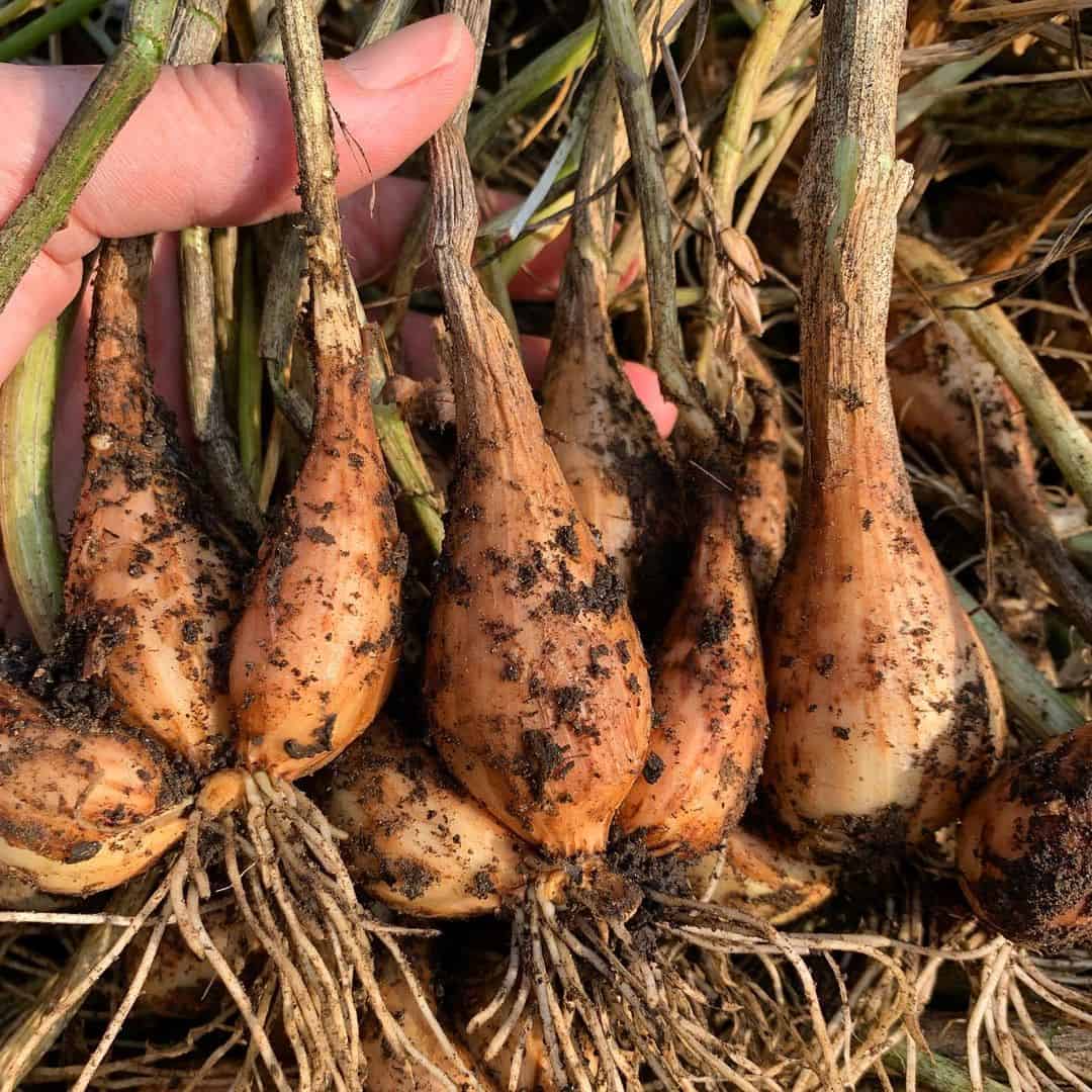 alliums greenhouse winter vegetables