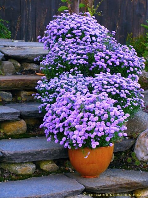 aspers in large pots on steps