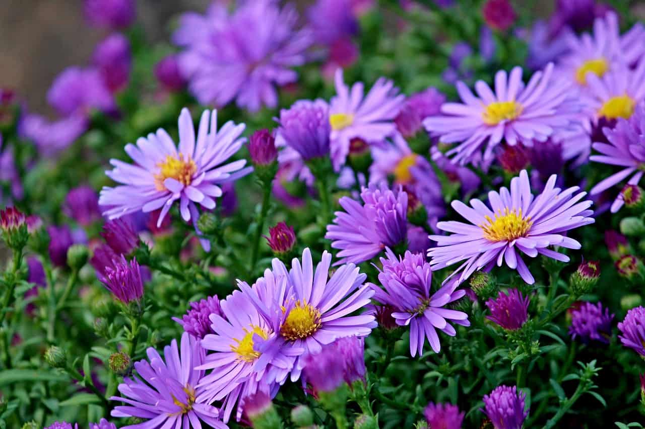 asters Autumn Flowering Plants For Bees