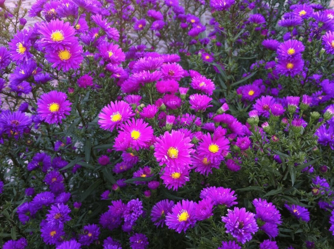 asters
