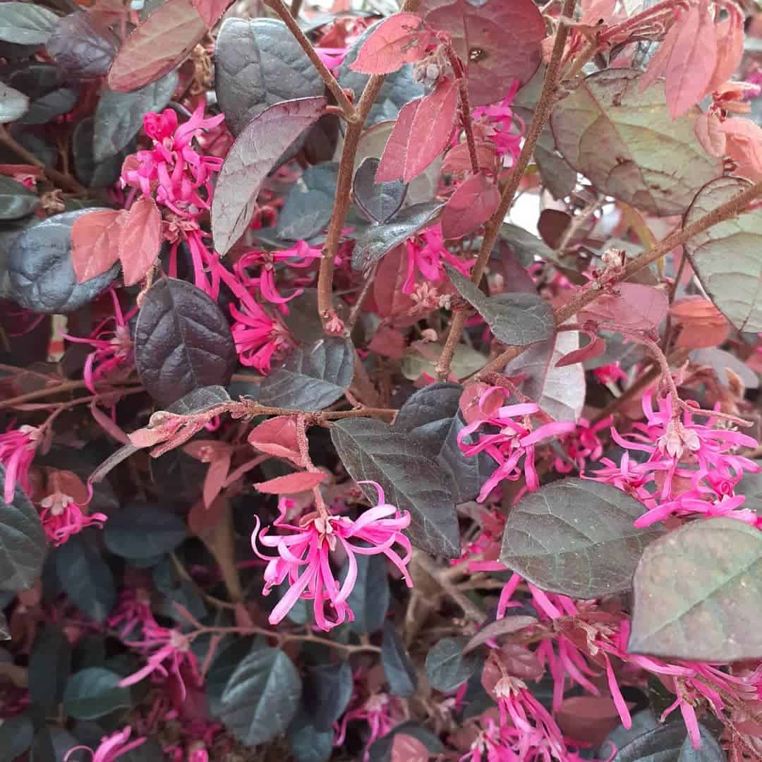 autumn climber plant chinese witch hazel