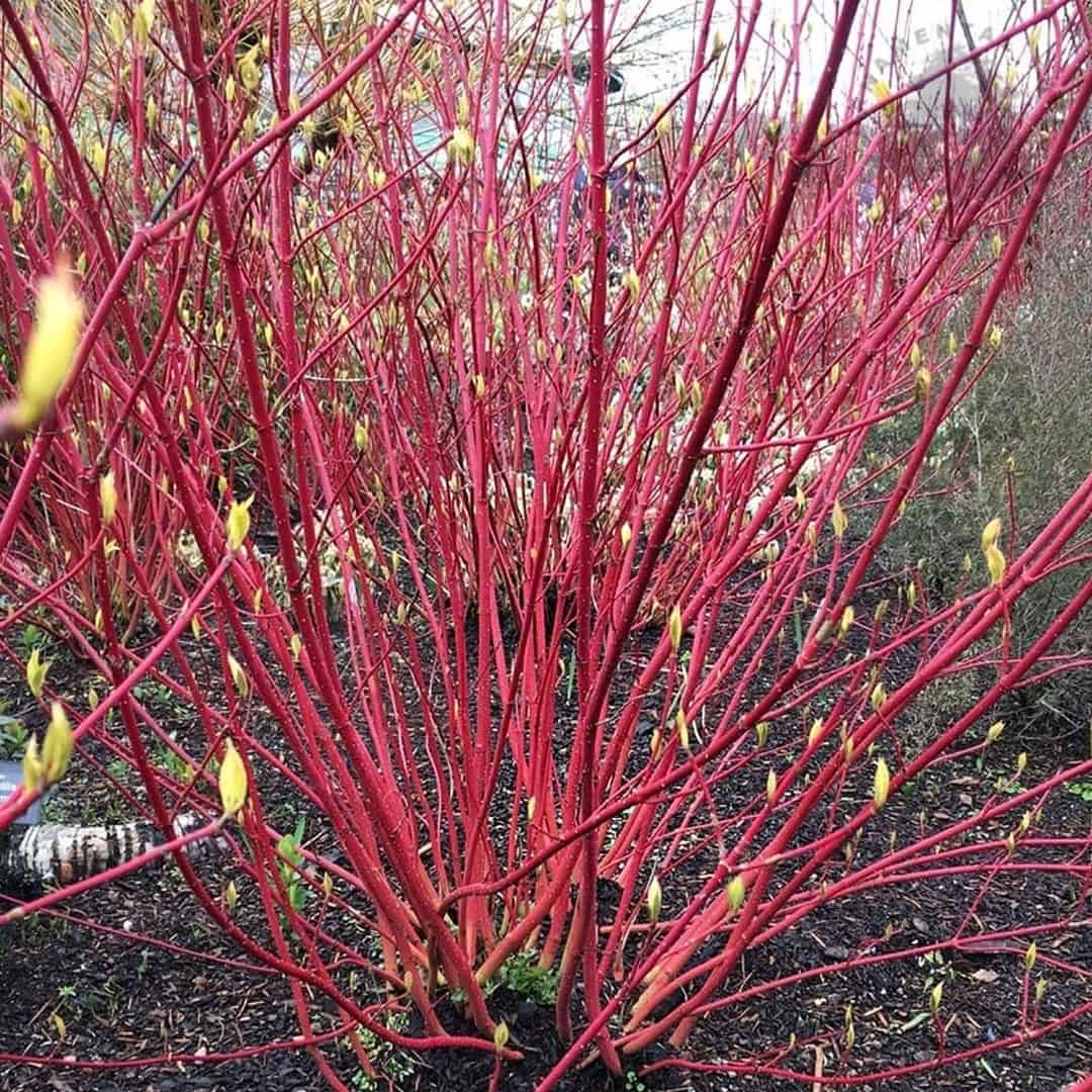 autumn climber plant dogwood