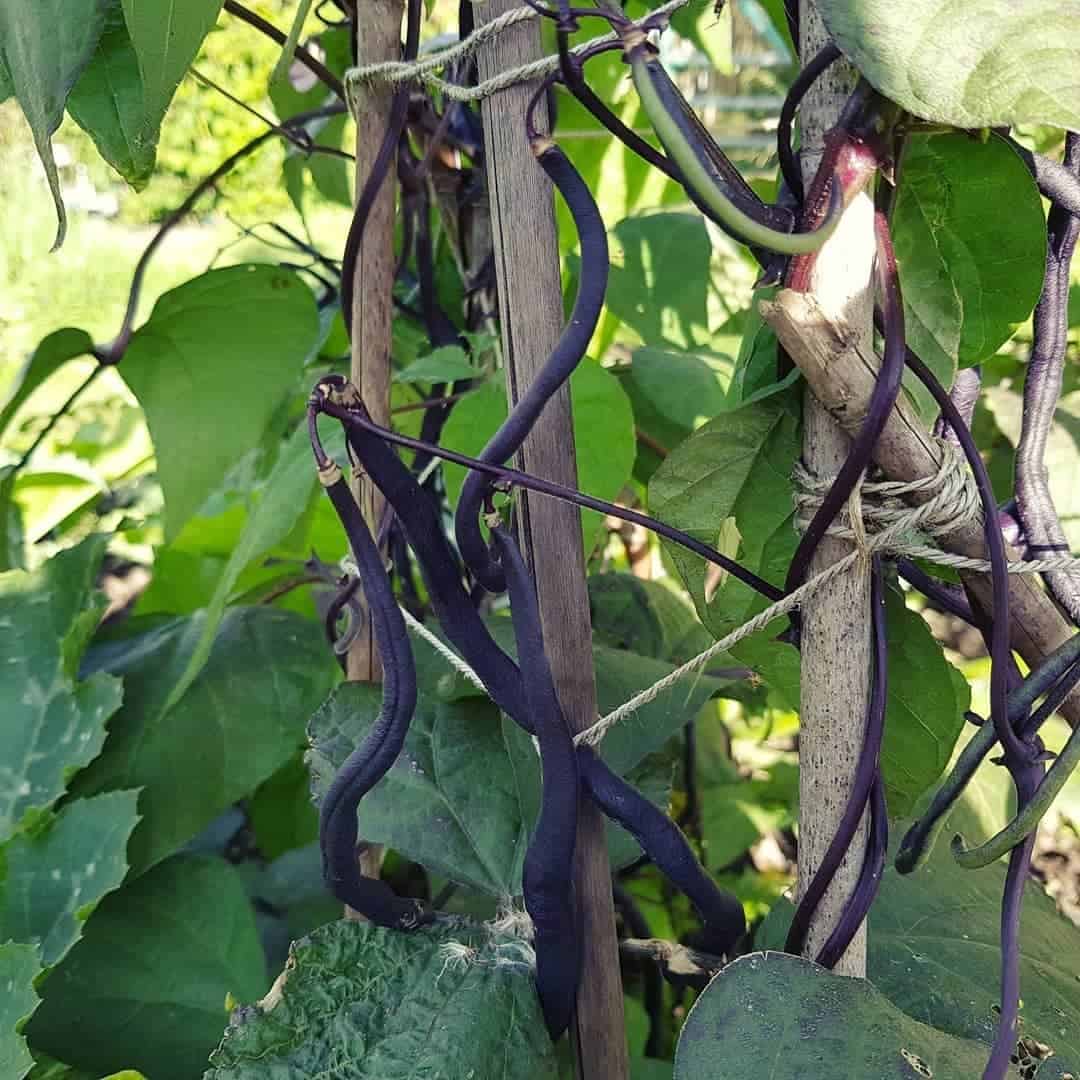 autumn climber plant dwarf french bean – purple queen
