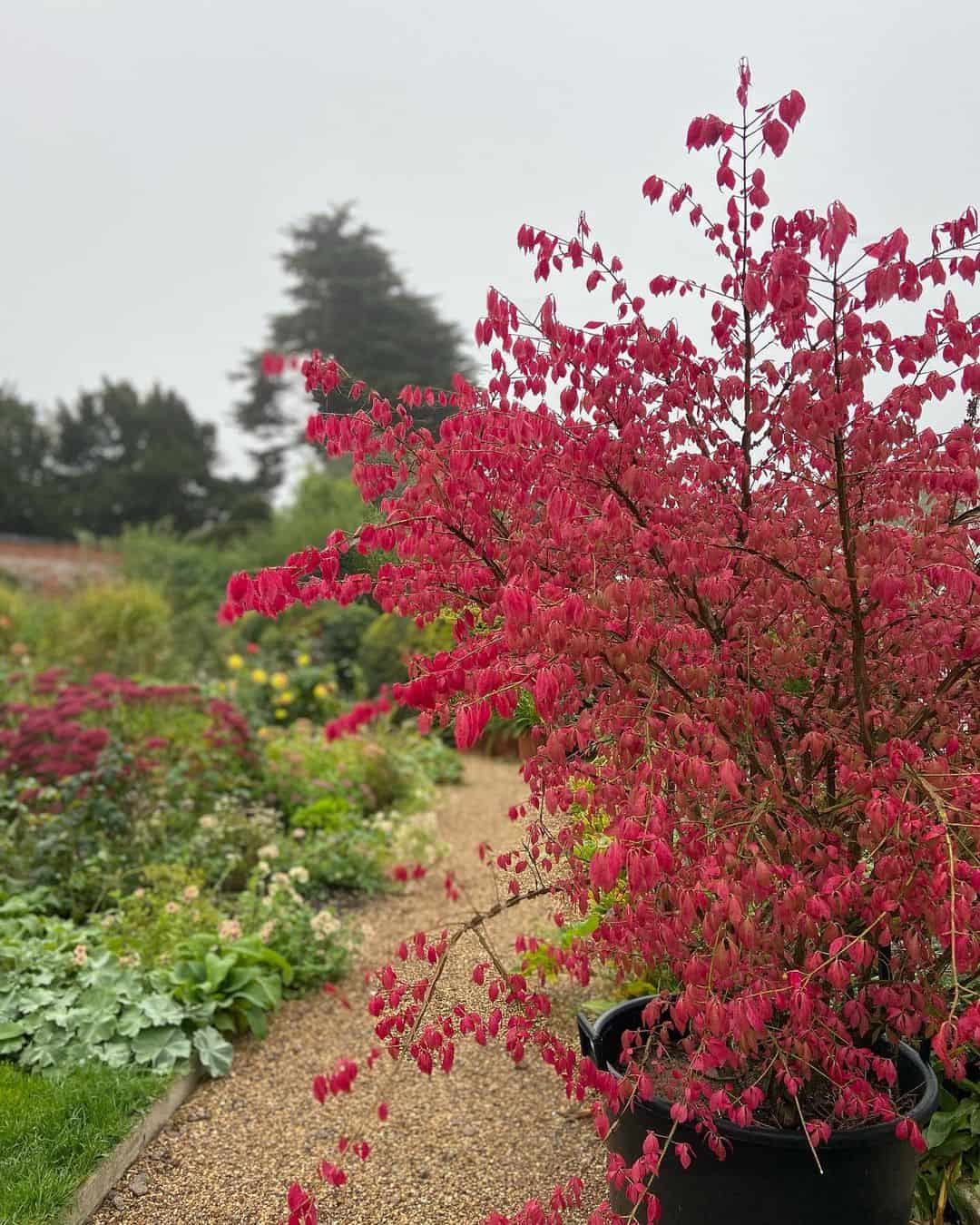 autumn climber plant euonymous alatus